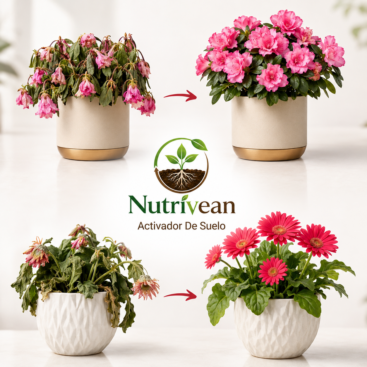 Activador / Mejorador De Suelo Para Plantas Más Sanas y Hermosas