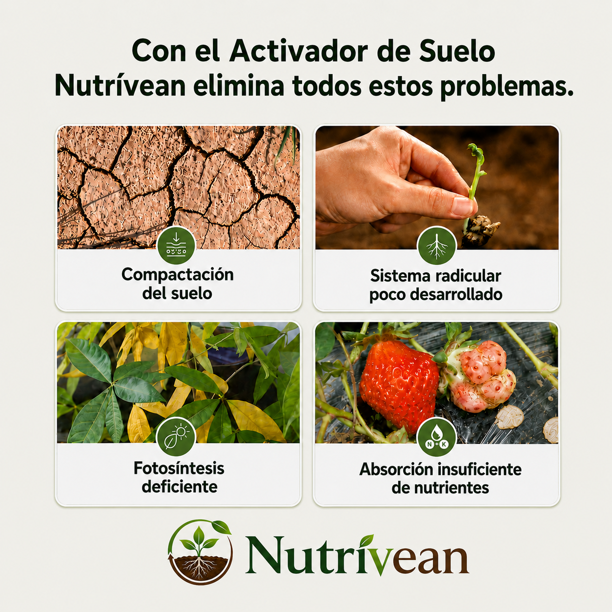 Activador / Mejorador De Suelo Para Plantas Más Sanas y Hermosas